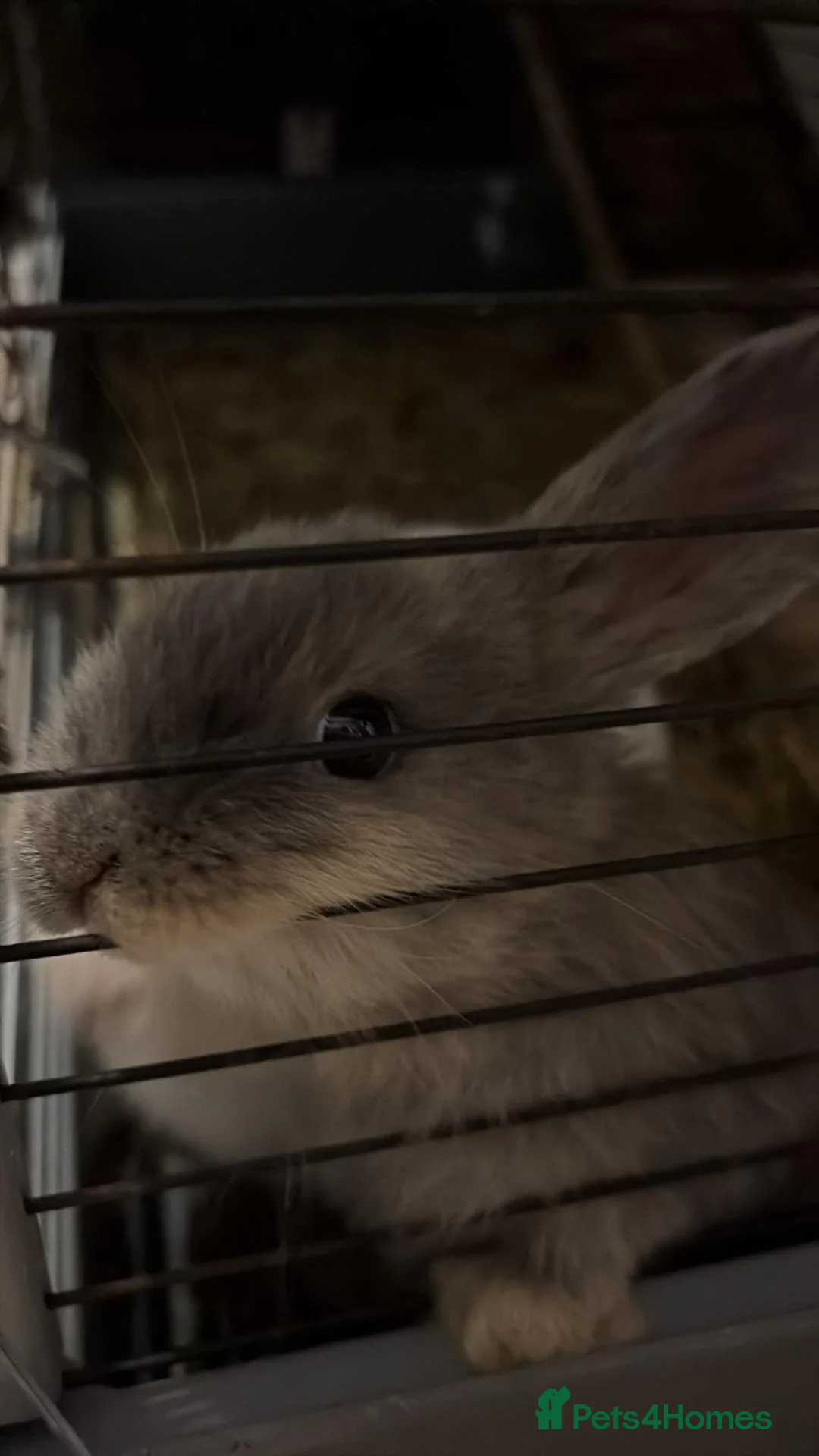 Mini Lop rabbits for sale: Stunning baby bunny - Advert 4