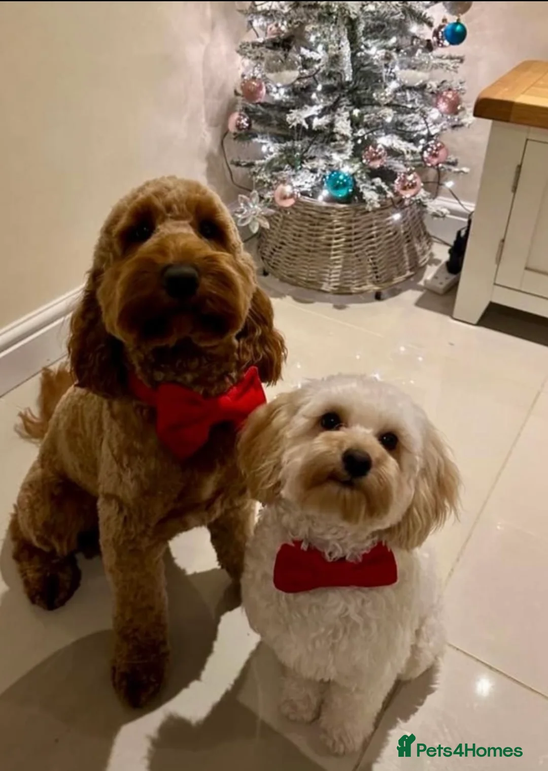 Maltipoo dogs for stud: Gorgeous Maltipoo available for Stud🩵 in Swansea - Advert 3