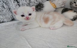 Perdoll cats for sale: Persian x ragdoll - Image 10