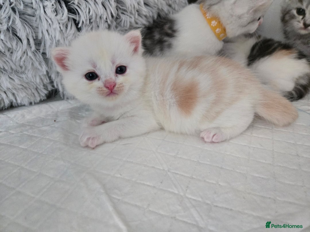 Perdoll cats for sale: Persian x ragdoll - Image 10