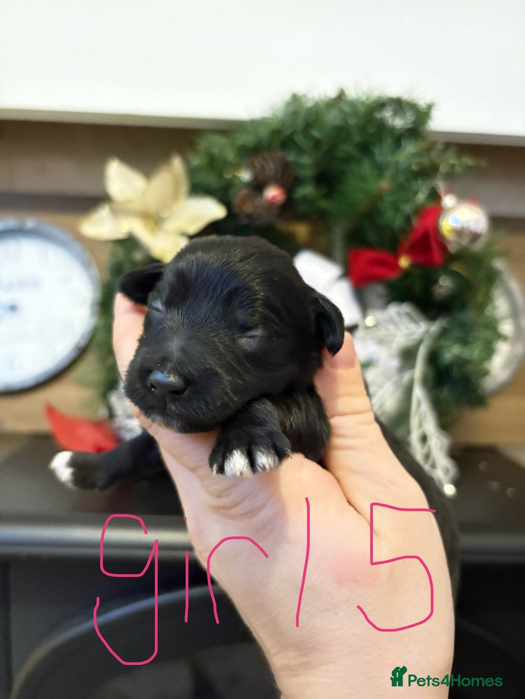 Patterjack dogs for sale: Patterjack  - Advert 5