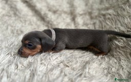 Dachshund dogs for sale: Beautiful mini dachshund babies  - Image 12
