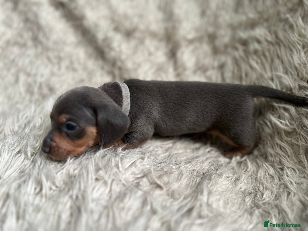 Dachshund dogs for sale: Beautiful mini dachshund babies  - Image 12