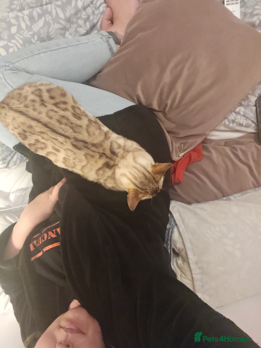 Bengal cats for sale: Snow bengal female TICA registered  - Advert 2