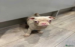 Pug dogs for sale: 🐾 Adorable 9-Week-Old Pug Puppies 🐾 - Image 10