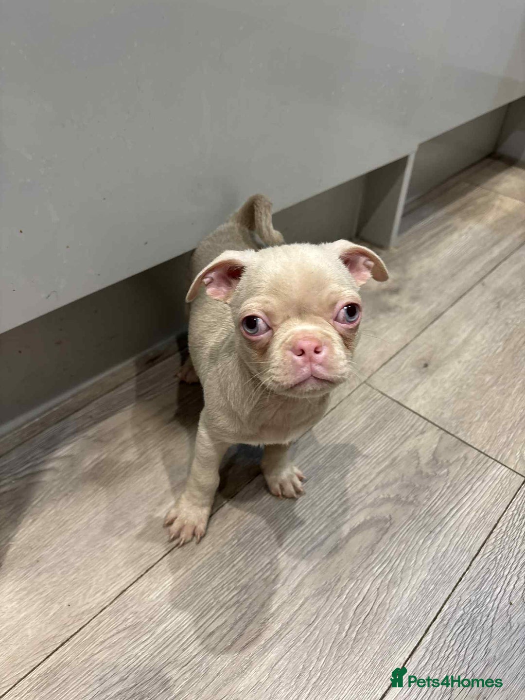Pug dogs for sale: 🐾 Adorable 9-Week-Old Pug Puppies 🐾 - Image 10