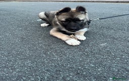 Mixed Breed dogs for sale: Siberian Husky  - Image 6