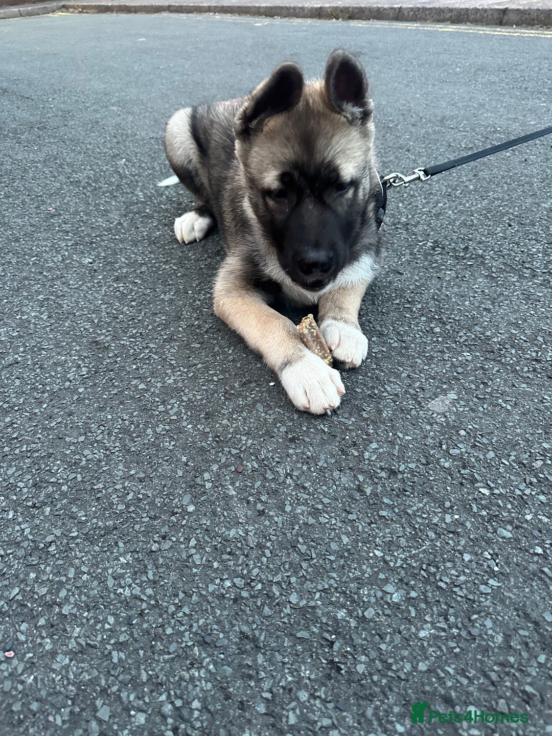 Mixed Breed dogs for sale: Siberian Husky  - Image 6