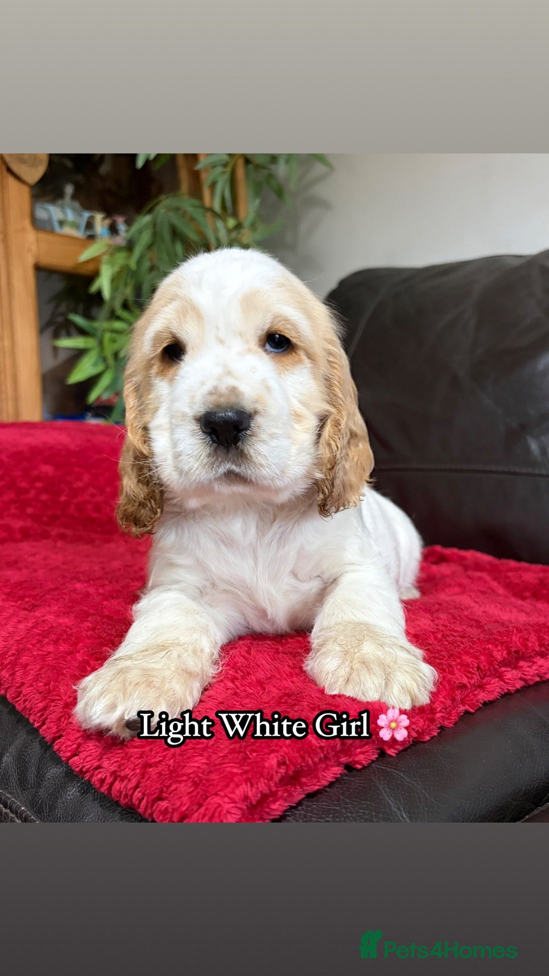 Cocker Spaniel dogs 🏆 Award Winning 🏆 - Advert 2