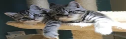 British Shorthair cats for sale: Silver Tabby British Shorthair  in Beverley - Advert 8