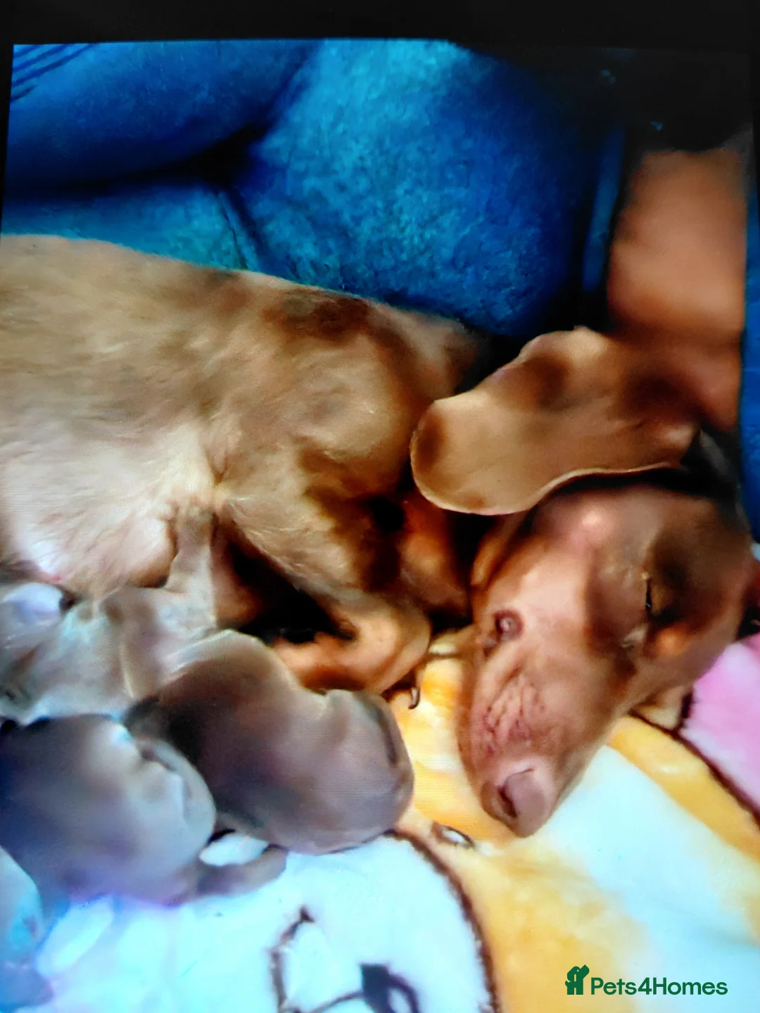 Dachshund dogs for sale: Miniature dashund puppy's  - Advert 7