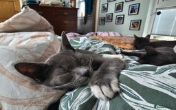 Mixed Breed cats for sale: 2 female kitties - Image 3
