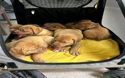 Dogue De Bordeaux dogs for sale: Dogue de Bordeaux puppies now available! - Image 1