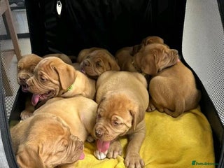 Dogue De Bordeaux dogs for sale - Advert 1