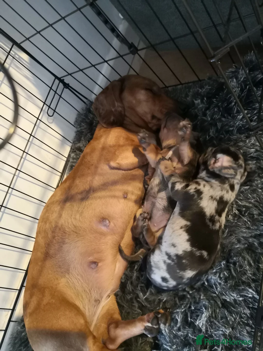 Miniature Dachshund dogs for sale: Beautiful miniature dachshund pups  in Bridgend - Advert 1