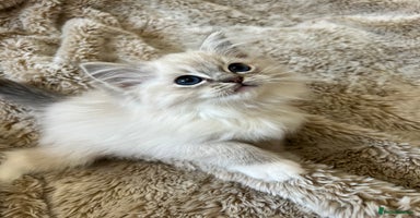 Ragdoll cats GCCF Registered Ragdoll Kittens  - Advert 8