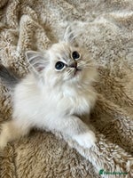 Ragdoll cats GCCF Registered Ragdoll Kittens - Advert 4