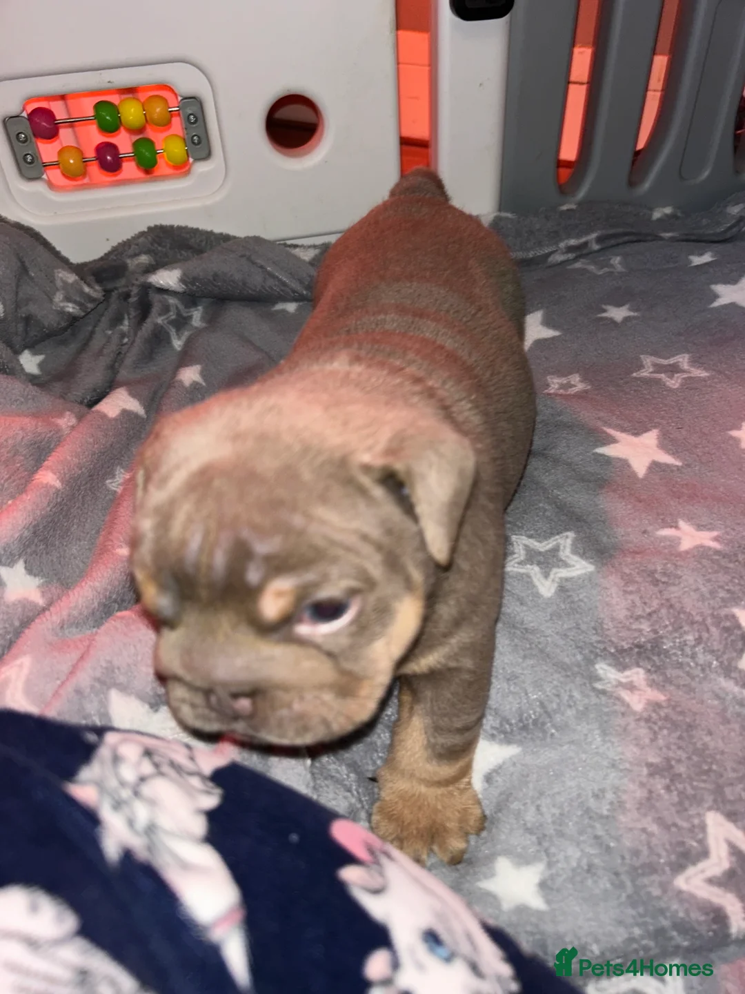 English Bulldog dogs for sale: KOBE X DARLA 5x SMALL COMPACT UNREAL🔥 - Advert 27