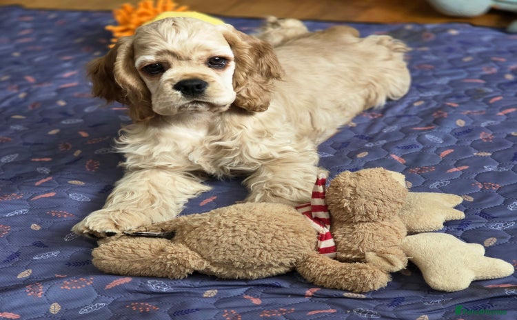 American Cocker Spaniel dogs - Advert 11