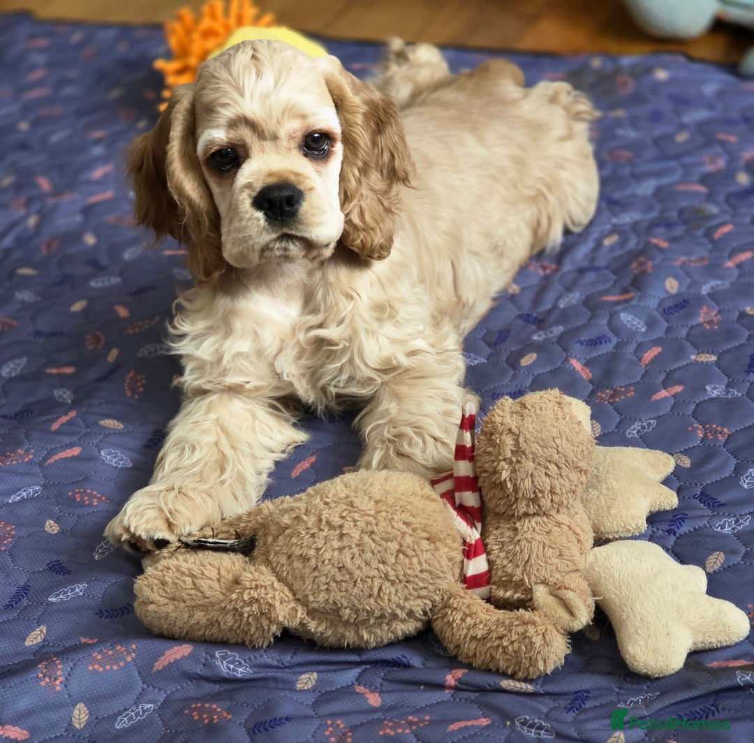 American Cocker Spaniel dogs for sale: Stunning Anerican Cocker spaniels girl - Advert 7