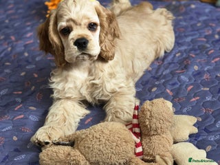 American Cocker Spaniel dogs - Advert 3