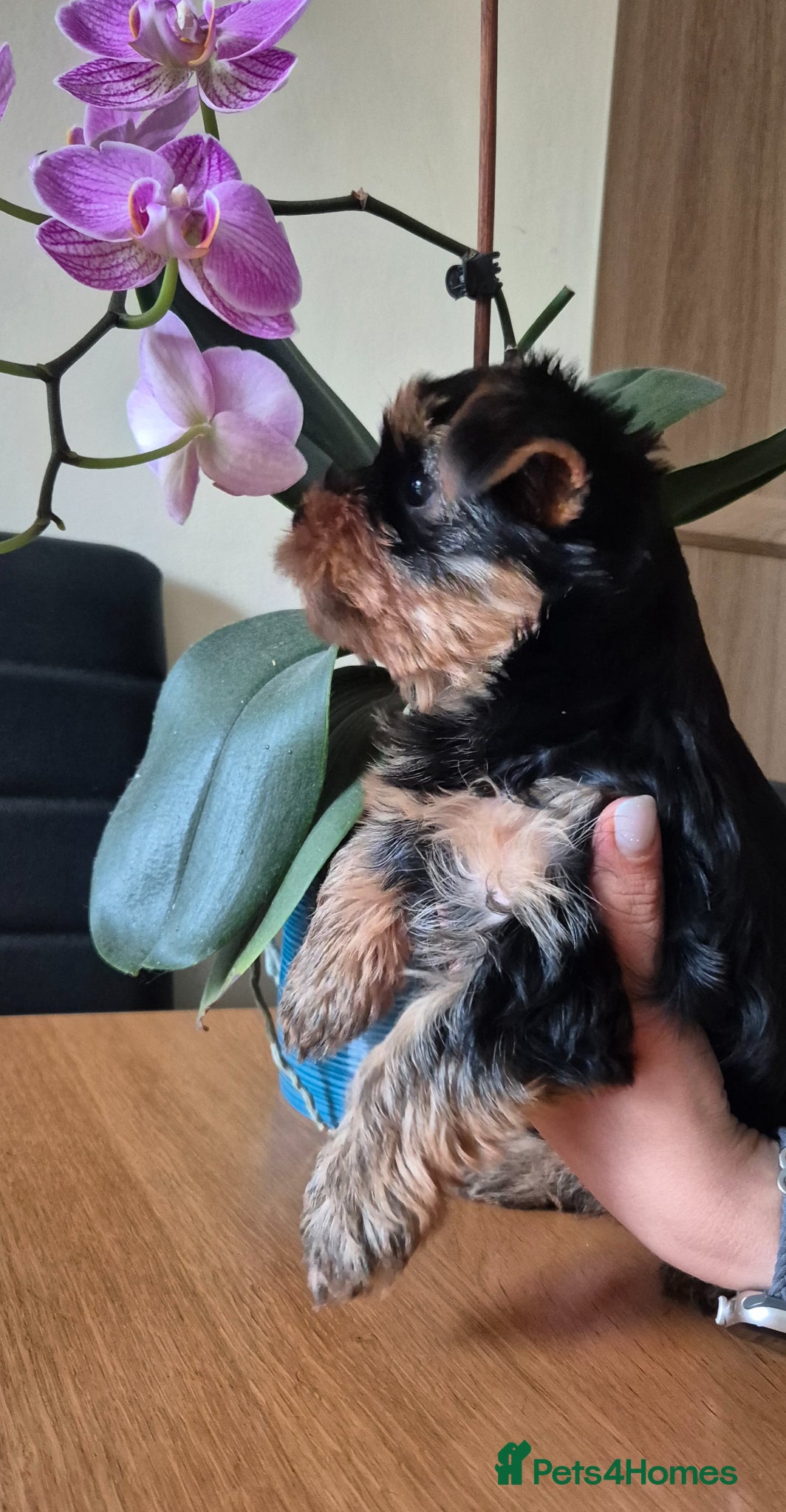 Yorkshire Terrier dogs for sale:  KC Registered Yorkshire Terrier Puppies  - Advert 3
