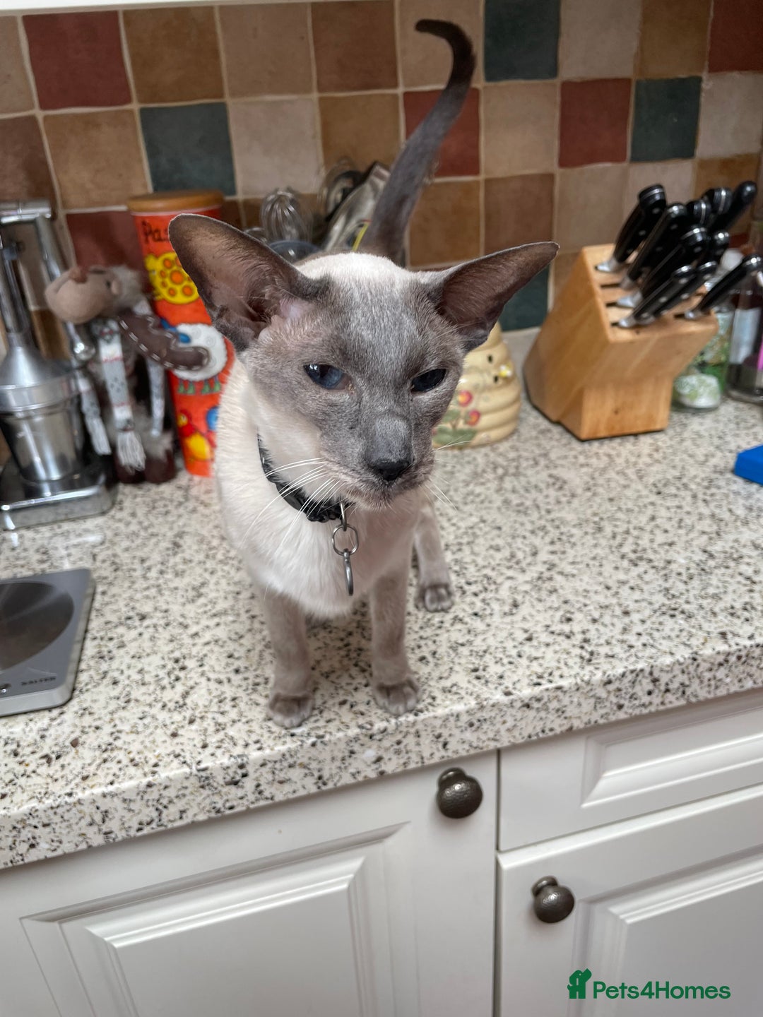 Balinese cats for sale: Beautiful Balinese Cats - Image 2