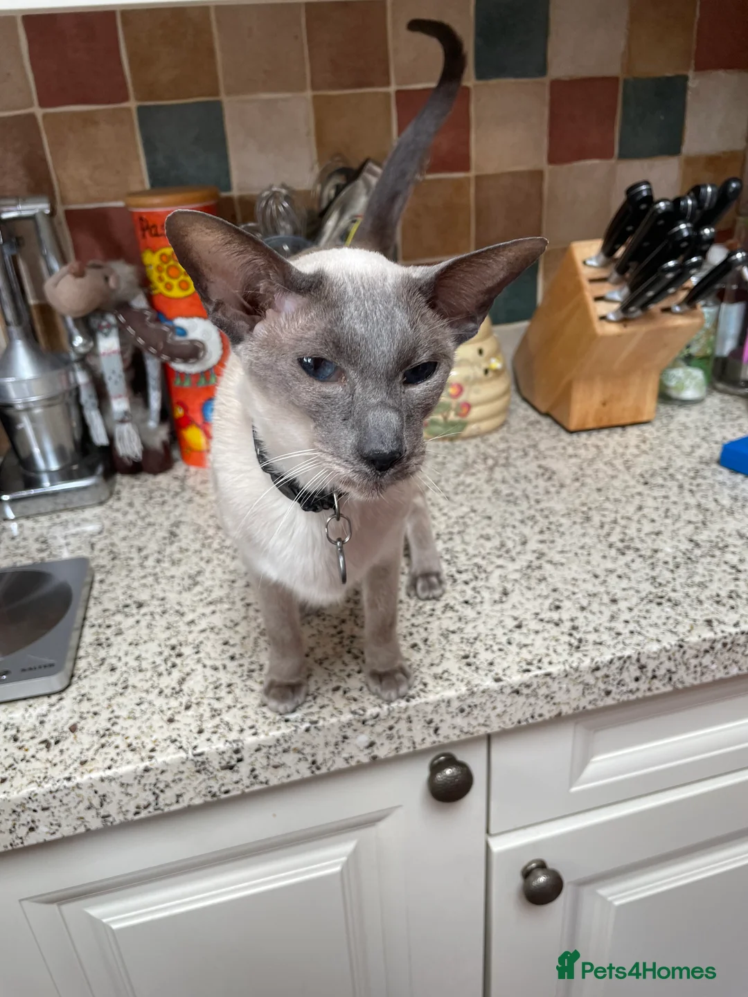 Balinese cats for sale: Beautiful Pedigree Balinese Cats - Advert 2