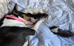 Bull Terrier dogs for sale: Playful bully’s  - Image 7