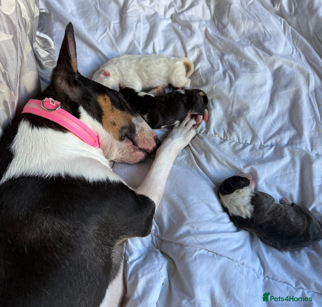 Bull Terrier dogs for sale: Playful bully’s  - Image 7