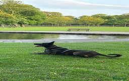 Belgian Shepherd Dog dogs for sale: Belgian Malinois puppies - Image 4