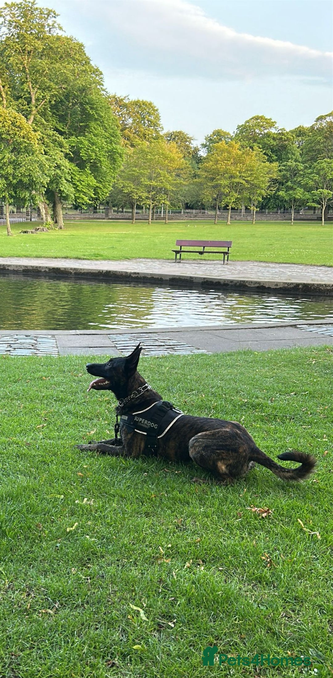 Belgian Shepherd Dog dogs for sale: Belgian Malinois puppies - Image 4