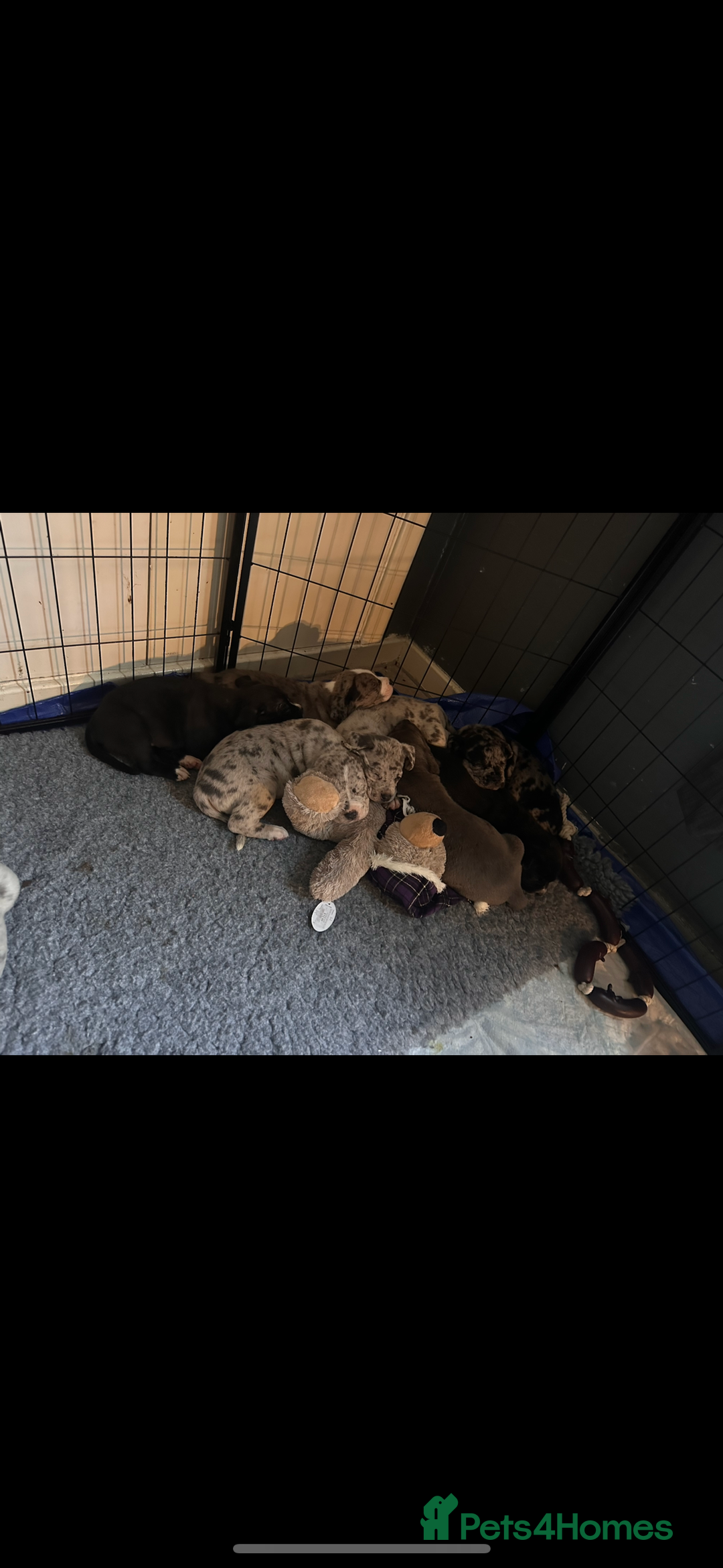 Mixed Breed dogs for sale: Stunning litter of puppies ***cheap*** - Advert 10