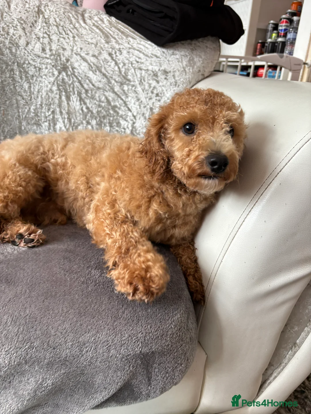 Maltipoo dogs for sale: 2 gorgeous dogs need forever home  - Advert 3