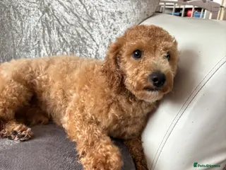 Maltipoo dogs gorgeous young dogs looking for forever home - Advert 13