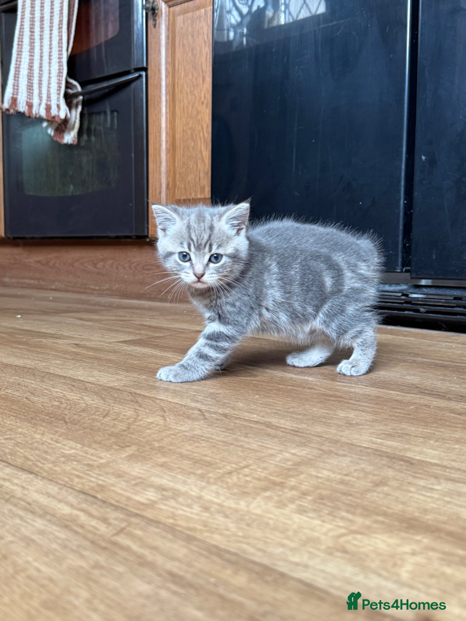 Mixed Breed cats for sale: 1 boy & 3 girl kittens 🐈🐾🩷🩵 - Advert 10