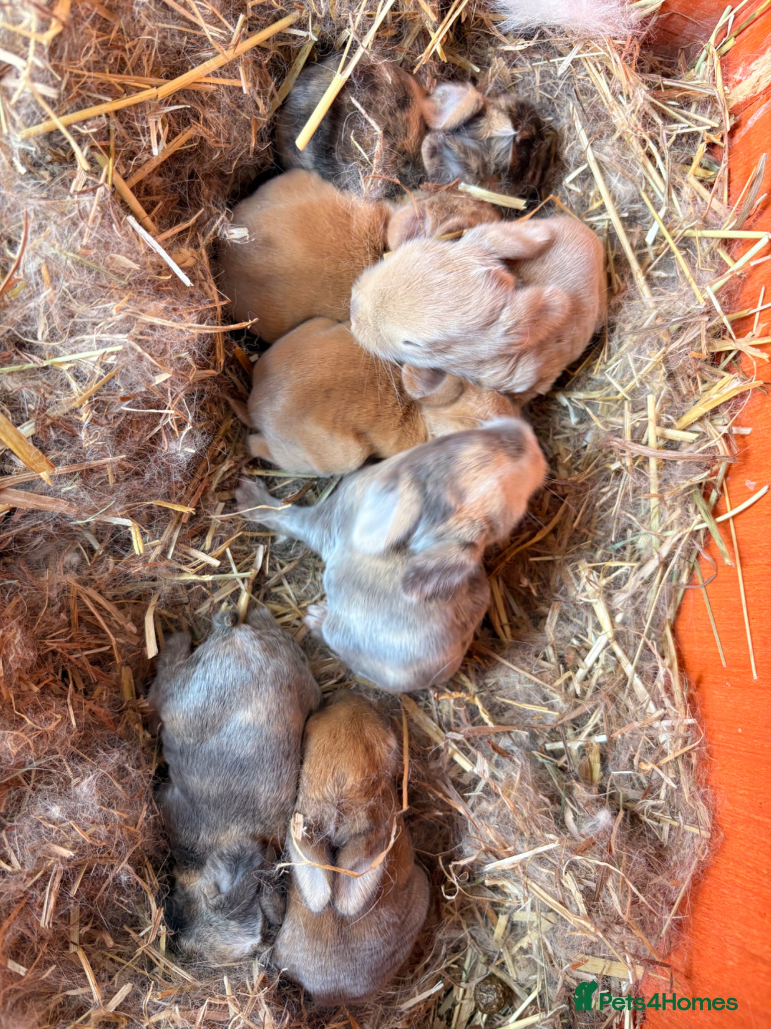 Mixed Breed rabbits 5 adorable bunnies  - Advert 1