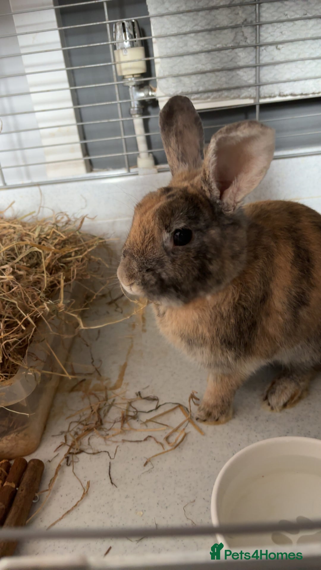 Mixed Breed rabbits for sale: Rabbit for rehoming - Advert 4