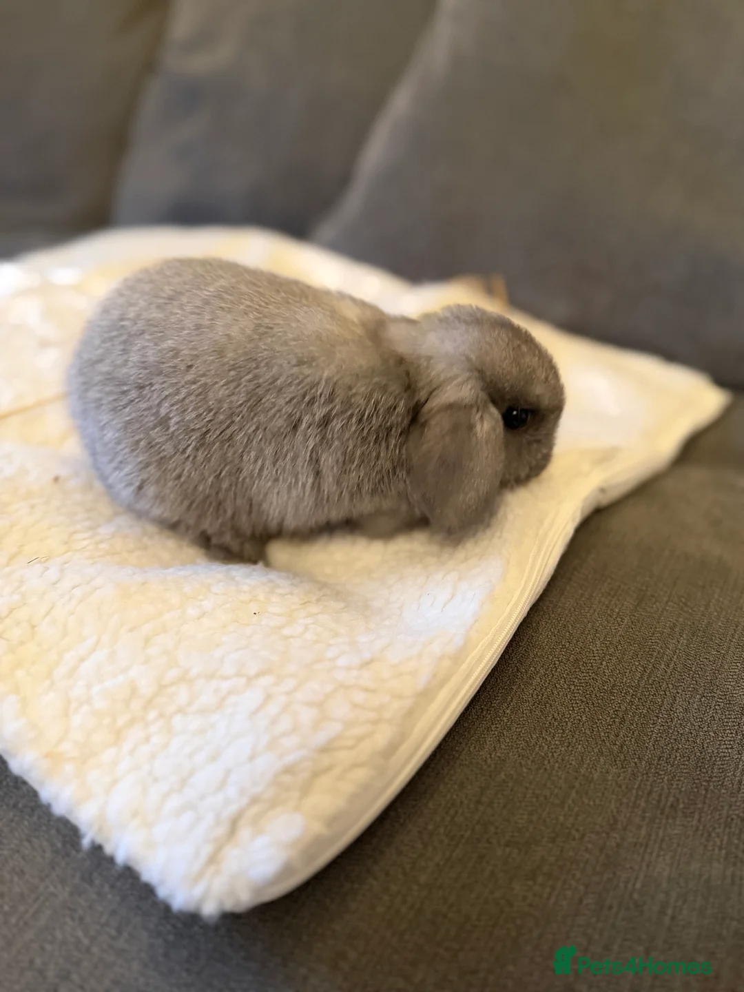 Mini Lop rabbits for sale: Mini lop babies - Advert 2