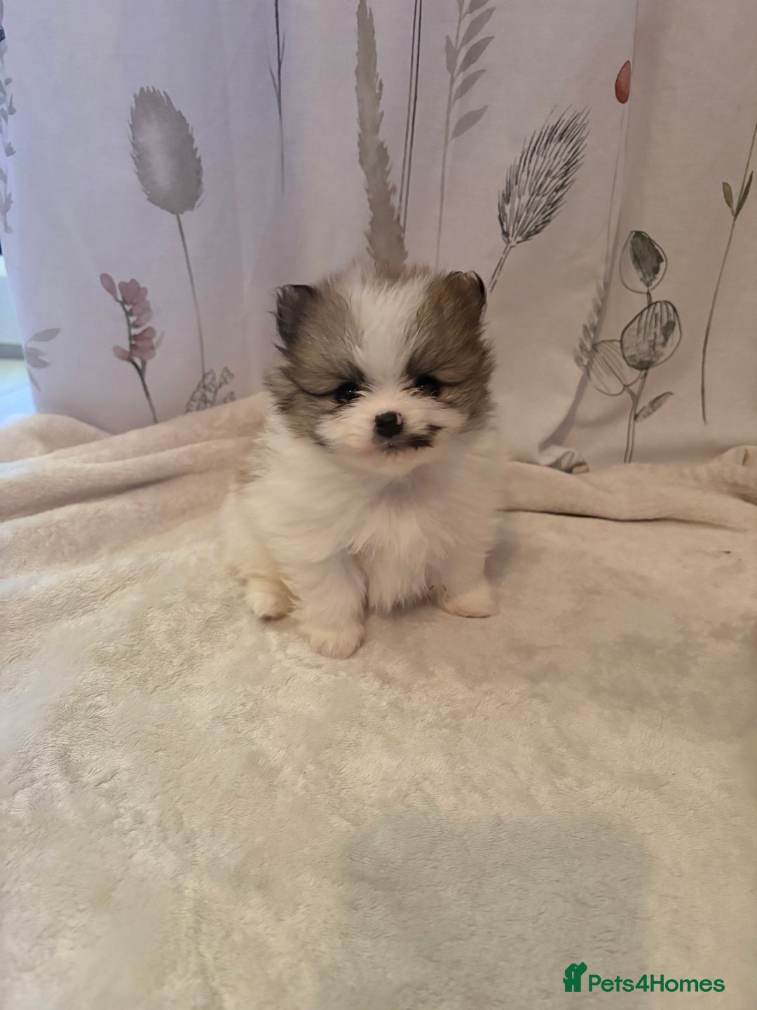 Pomeranian dogs for sale: Beautifu Litter- Russian/Chi Tien Pomeranian Pups - Advert 35
