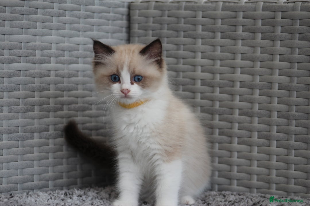 Ragdoll cats for sale: 🐈✨ Tica Registered Ragdoll Kittens in Tamworth - Image 17