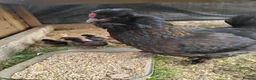 Chickens poultry for sale: Beautiful Hen and 9 baby chicks in Harwich - Advert 1