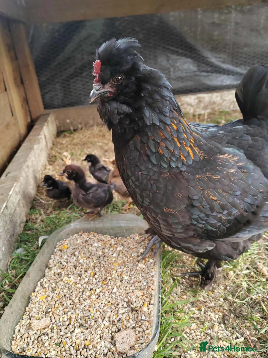 Chickens poultry for sale: Beautiful Hen and 9 baby chicks in Harwich - Advert 1