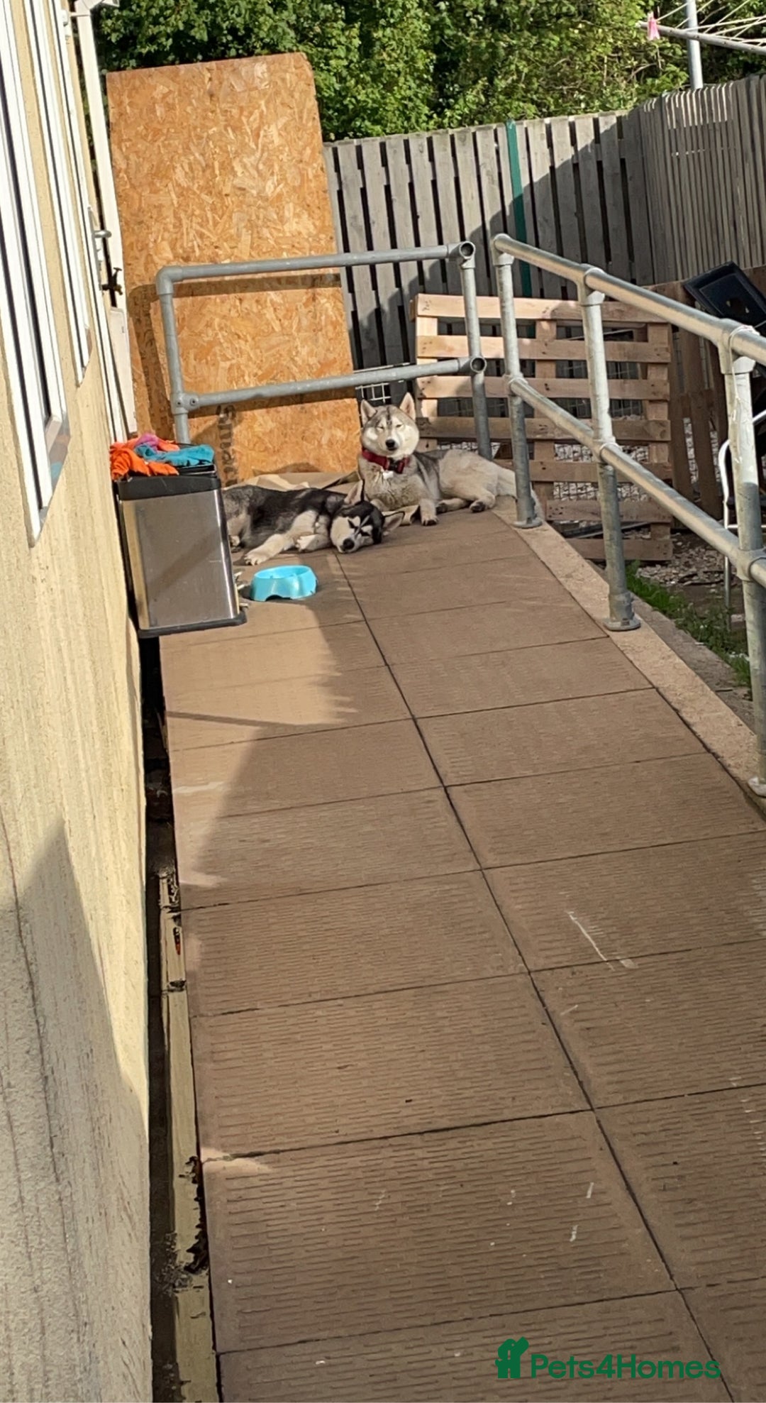 Utonagan dogs for sale: To husky up for sale one girl ,one boy  - Image 8