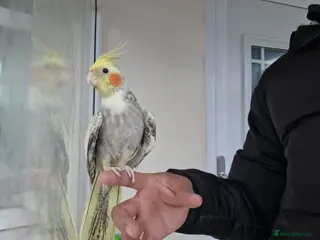 Cockatiels birds Super Hand Tamed cockatiel for sale - Advert 17