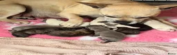Mixed Breed dogs for sale: Frenchie x staff puppies  in Alfreton - Advert 25