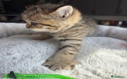 British Shorthair cats for sale: 💎Rare BSH Kittens💎Pedigree Champion Blood Line💎 - Image 35