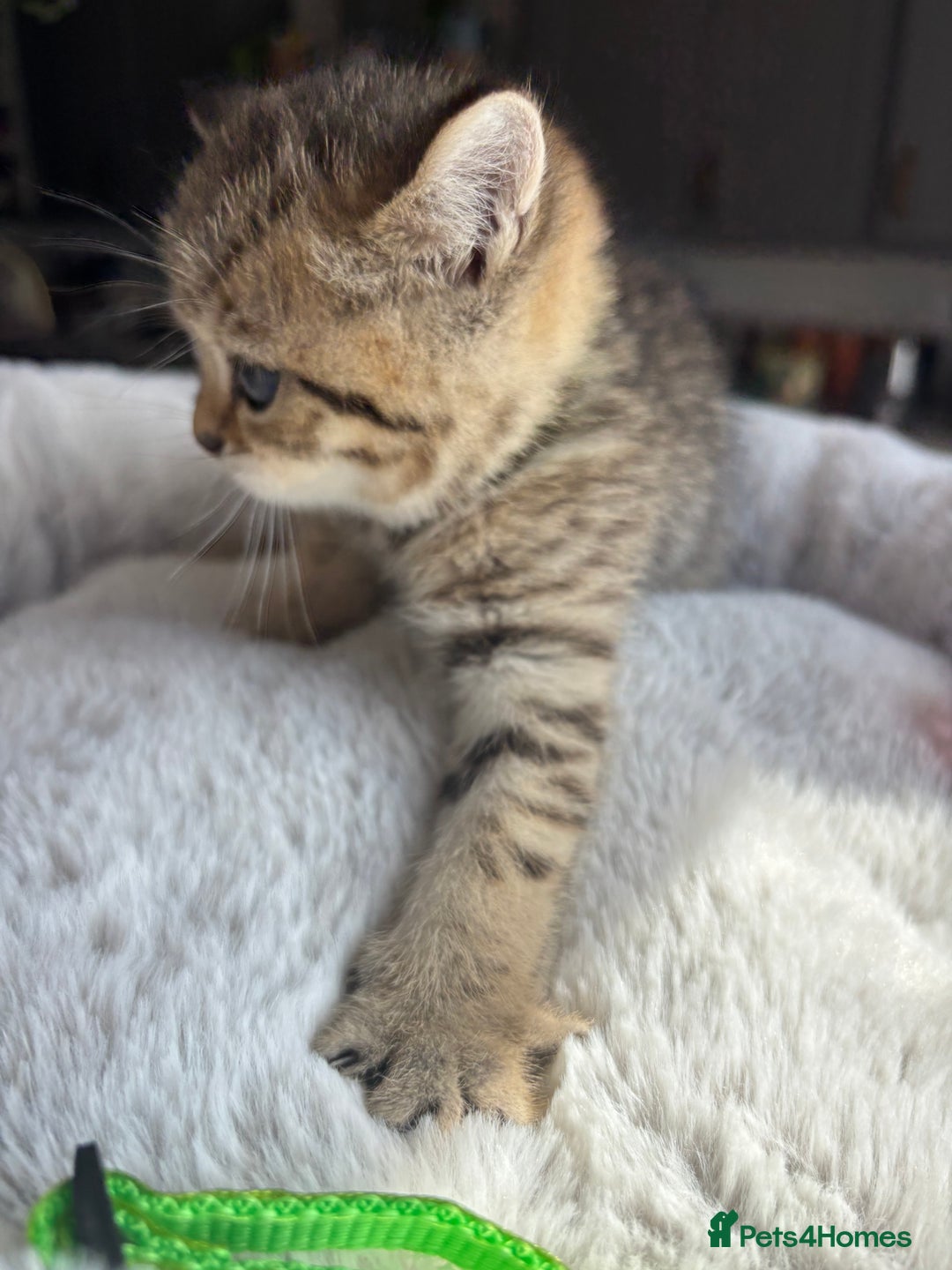 British Shorthair cats for sale: 💎Rare BSH Kittens💎Pedigree Champion Blood Line💎 - Image 35