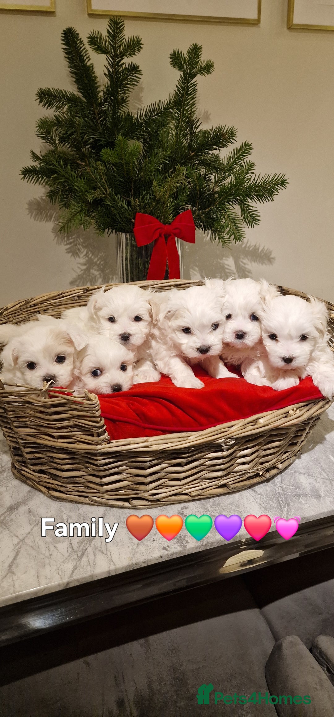 Maltese dogs for sale: 🐶🤍 Beautiful Maltese Girl Puppies 🤍🐶 - Advert 1