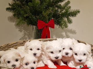 Maltese dogs 🐶🤍 Beautiful Maltese Girl Puppies 🤍🐶 - Advert 6